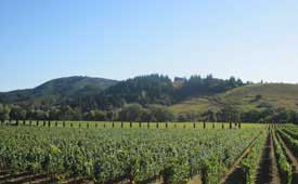 Limousine Service for Healdsburg