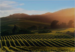 Sikh Indian Wedding DJ Napa